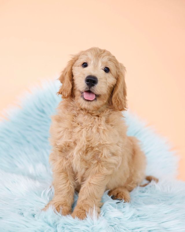 Goldendoodle bred best sale with golden retriever